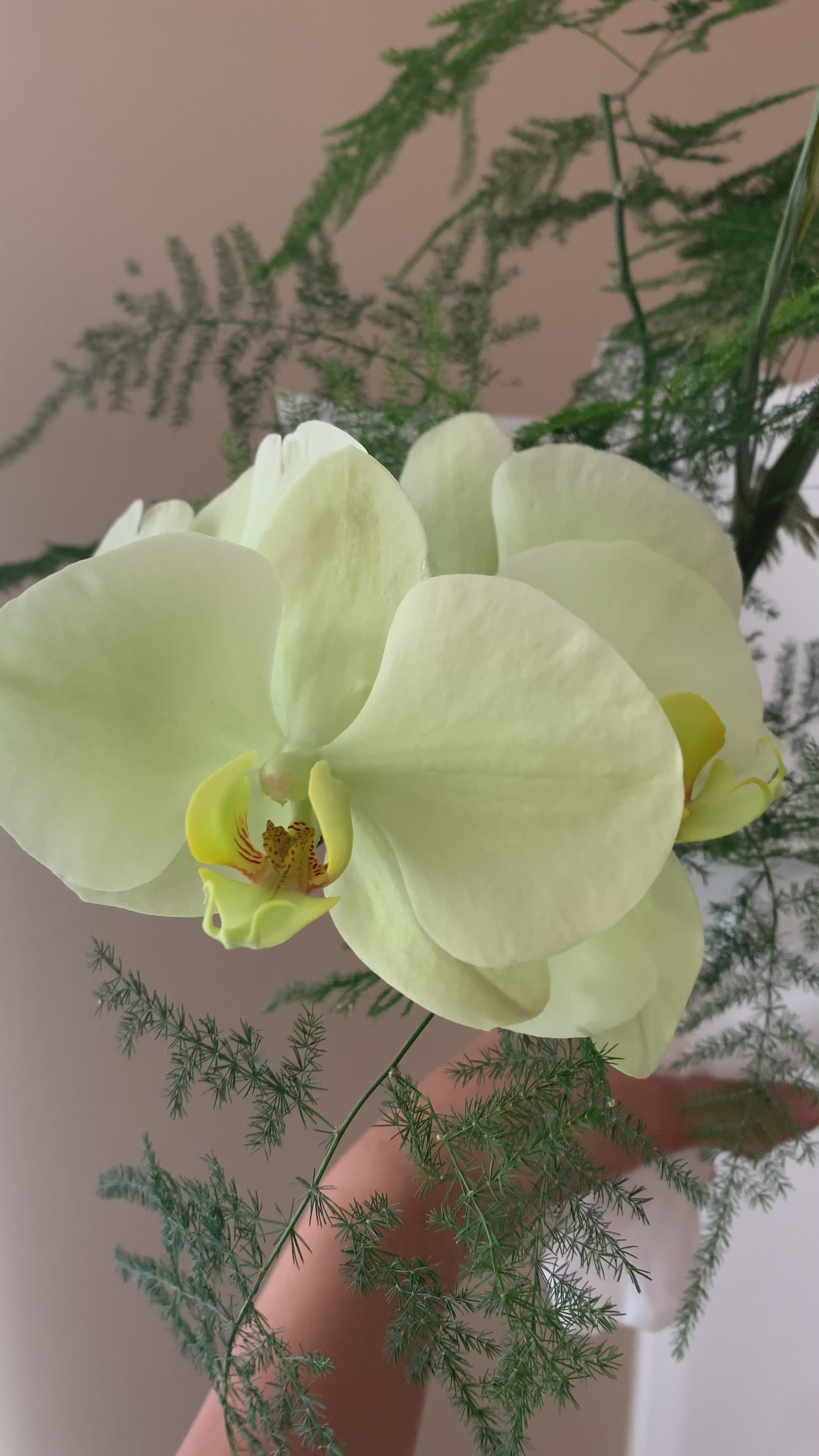 Orchid Mini Bouquet